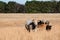 Mixed breed beef cattle in tall dormant grass