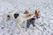 Mixed-breed big dog bites basenji while playing outdoor on a snow covered lawn