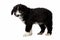 Mixed Breed Black Puppy Stands Isolated on White