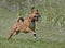 Mixed breed Boxer Rhodesian Ridgeback mixed breed dog