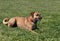 Mixed breed Boxer Rhodesian Ridgeback mixed breed dog