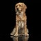 Mixed breed brown funny dog in a dark studio