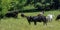 Mixed breed cattle web banner
