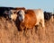 Mixed breed cows in golden hour sun