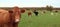 Mixed breed of cows with their calves in the meadow on an autumn day