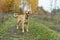 Mixed breed cute foxy dog stands aware in the forest in autumn