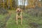 Mixed breed cute foxy dog stands aware in the forest in autumn