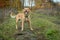 Mixed breed cute foxy dog stands aware in the forest in autumn