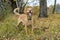 Mixed breed cute foxy dog stands aware in the forest in autumn