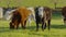Mixed Breed Dairy Herd | Grazing Farm Field, UK