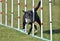 Mixed-Breed Dog at Agility Trial