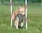 Mixed-Breed Dog at Agility Trial