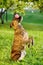 Mixed breed dog balancing ball on nose