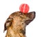 Mixed breed dog balancing ball on nose. isolated
