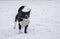 Mixed breed dog barking on a winter street ready to defend its territory