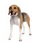 Mixed-Breed Dog with a beagle (5 years old)