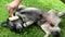 Mixed breed dog is being brushed with wooden brush