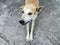 Mixed breed dog dogs Stretching the front foot to stretch On the concrete floor and look up to its owner