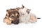 Mixed breed dog embracing small cat on white background