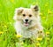 Mixed breed dog in flower field of yellow dandelio