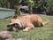 A mixed breed dog gnaws on a piece of raw cow bone at the yard outside. Canine dental health concept