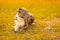 A mixed breed dog of gray and white color in a collar with a leash lies in the park on the green grass outside in sunlight and loo