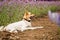 Mixed breed dog laying on the ground among flowers