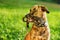 Mixed breed dog with a leash in his mouth