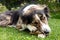 Mixed breed dog lying in the garden and chewing a treat or goodie, teeth cleaning