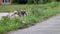 Mixed-breed dog, Morkshire terrier pooping on grass,