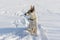 Mixed-breed dog peacefully sitting lonely on fresh snow