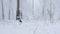 mixed breed dog playing in a snowy forest. The white and spotted dog is playing.