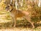 Mixed breed dog standing in Forest with Autumn colors