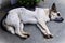 A mixed breed dog of various colors lying on the floor