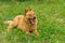 Mixed breed dog yawns lying in the spring grass