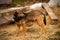 Mixed Breed Ginger Dog Stands on Manger