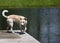 Mixed breed Husky Labrador Retriever playing in a pond.