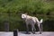 Mixed breed Husky Labrador Retriever playing in a pond.