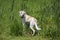 Mixed breed Husky Labrador Retriever running in a meadow.