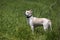 Mixed breed Husky Labrador Retriever running in a meadow.