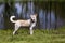 Mixed breed Husky Labrador Retriever running in a meadow.