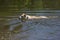 Mixed breed Husky Labrador Retriever swimming in a pond.