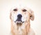 Mixed breed labrador rescue dog in autumn garden