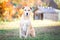 Mixed breed labrador rescue dog in autumn garden