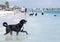 Mixed breed Labrador Retriever swimming in the bay.