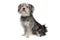 Mixed breed maltese dog/yorkshire terrier