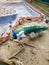 Mixed breed peacock couple with beautiful feathers and mixed blue, green and white body. Cross breed peacock are very rare bird sp