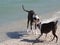 Mixed breed Pit Bull dogs playing tug of war on a Florida beach.