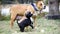 mixed breed puppies playing outdoors