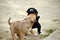 mixed breed puppies playing outdoors